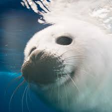 Image result for Pagophilus groenlandicus