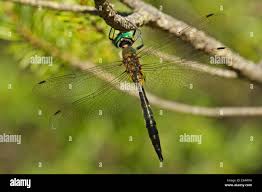 Attēlu rezultāti vaicājumam “Somatochlora flavomaculata”