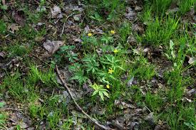 Attēlu rezultāti vaicājumam “Anemone ranunculoides bud”