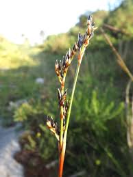 Attēlu rezultāti vaicājumam “Juncus squarrosus”