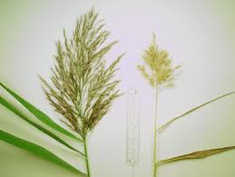 Attēlu rezultāti vaicājumam “Phragmites communis”