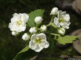 Attēlu rezultāti vaicājumam “Crataegus submollis”