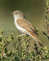 Image result for Sylvia nana