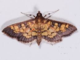 Attēlu rezultāti vaicājumam “Diachea muscorum macro”