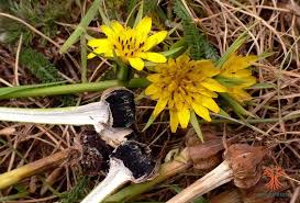 Attēlu rezultāti vaicājumam “Microbotryum tragopogonis - pratensis”