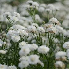 Attēlu rezultāti vaicājumam “Achillea ptarmica leaf”