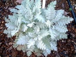 Image result for Chrysanthemum ptarmiciflorum