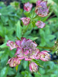 Attēlu rezultāti vaicājumam “Astrantia major”