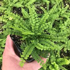 Attēlu rezultāti vaicājumam “Asplenium trichomanes”