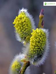 Attēlu rezultāti vaicājumam “Salix caprea bud”