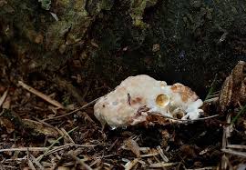 Attēlu rezultāti vaicājumam “Postia guttulata”