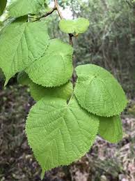 Attēlu rezultāti vaicājumam “Tilia platyphyllos Laciniata”