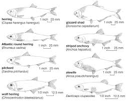 Image result for Clupea harengus