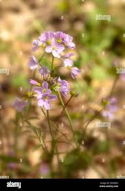 Attēlu rezultāti vaicājumam “Cardamine pratensis”