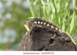Attēlu rezultāti vaicājumam “Euthrix potatoria cocoon”