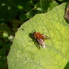 Attēlu rezultāti vaicājumam “Arctophila superbiens”