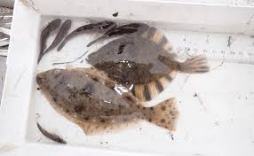 Image result for Parophrys vetulus