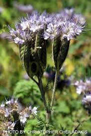 Attēlu rezultāti vaicājumam “Phacelia tanacetifolia leaf”