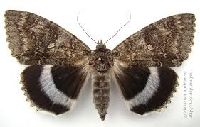 Attēlu rezultāti vaicājumam “Catocala fraxini”