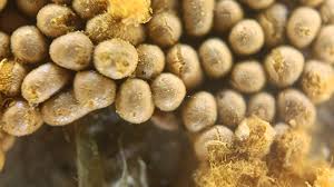 Attēlu rezultāti vaicājumam “Oligonema persimile macro”