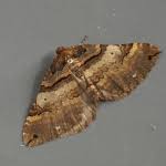 Attēlu rezultāti vaicājumam “Earophila badiata”