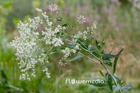 Attēlu rezultāti vaicājumam “Lepidium latifolium flower”