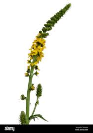 Attēlu rezultāti vaicājumam “Agrimonia eupatoria flower”