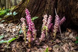 Attēlu rezultāti vaicājumam “Lathraea squamaria flower”