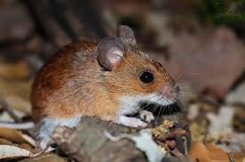 Attēlu rezultāti vaicājumam “Muridae”