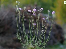 Attēlu rezultāti vaicājumam “Knautia arvensis leaf”