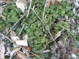 Attēlu rezultāti vaicājumam “Nostoc commune”