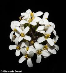 Attēlu rezultāti vaicājumam “Arabis hirsuta fruit”