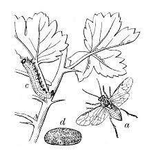 Attēlu rezultāti vaicājumam “Nematus ribesii larva”