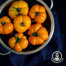 Afbeeldingsresultaat voor amana orange beefsteak tomato