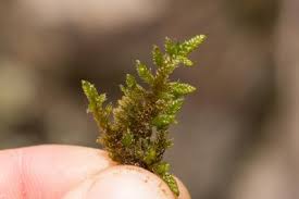 Attēlu rezultāti vaicājumam “Rhynchostegiella tenella macro”