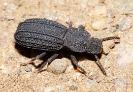 Attēlu rezultāti vaicājumam “Tenebrionidae”