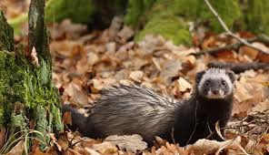 Attēlu rezultāti vaicājumam “Mustela putorius”