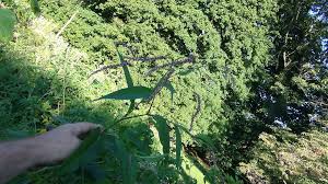 Attēlu rezultāti vaicājumam “Persicaria hydropiper leaf”