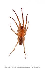 Attēlu rezultāti vaicājumam “Tetragnathidae”