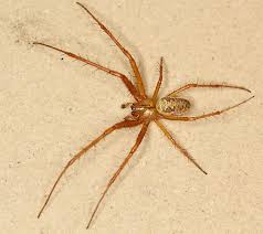 Attēlu rezultāti vaicājumam “Metellina segmentata”