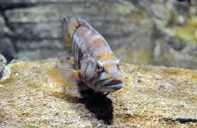 Image result for Serranus atricauda