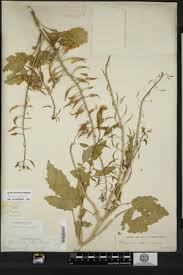 Attēlu rezultāti vaicājumam “Sinapis alba leaf”