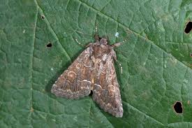 Attēlu rezultāti vaicājumam “Thalpophila matura”