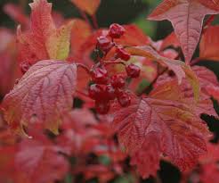 Attēlu rezultāti vaicājumam “Viburnum opulus”