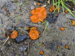 Attēlu rezultāti vaicājumam “Melastiza chateri”