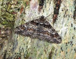 Attēlu rezultāti vaicājumam “Cleora cinctaria”