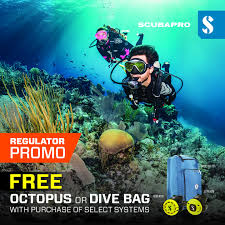 Image result for Robin Hood Dive School