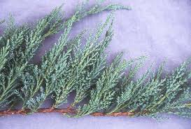 Attēlu rezultāti vaicājumam “Juniperus sabina”