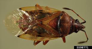 Attēlu rezultāti vaicājumam “Kleidocerys resedae”