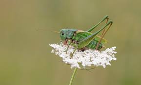 Attēlu rezultāti vaicājumam “Decticus verrucivorus”